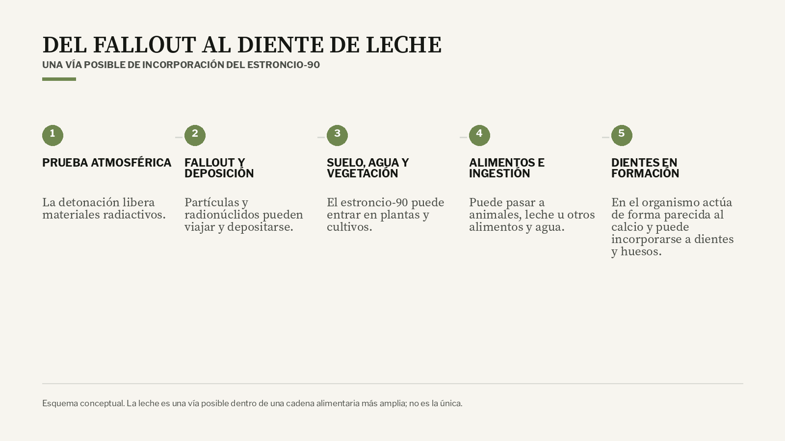 Esquema de una vía posible por la que el estroncio-90 liberado en una prueba atmosférica puede depositarse, entrar en suelo, agua, vegetación y alimentos y llegar a dientes en formación.